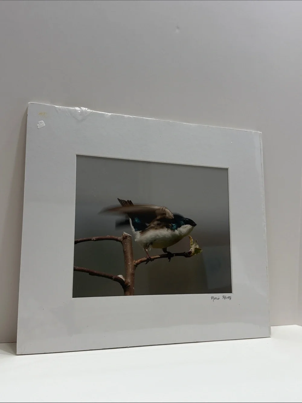 Tree Swallow Bird Art Print for Pet Lovers - Signed by Marie Kluttz